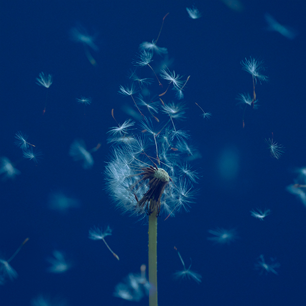 通常盤ジャケット